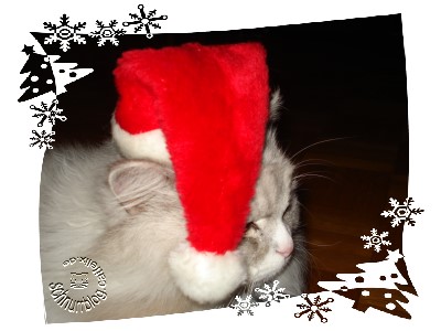 Felix in weihnachtlicher Stimmung