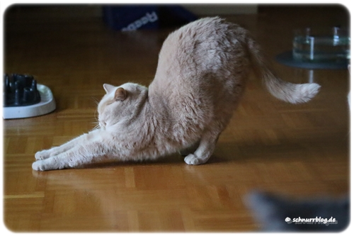 Für das Wochenende strecken oder ist das schon Katzyoga #Monti
