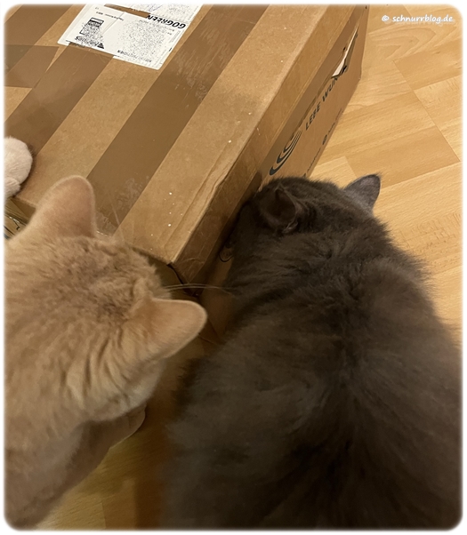 Monti und Shadow versuchen selber das Paket zu öffnen