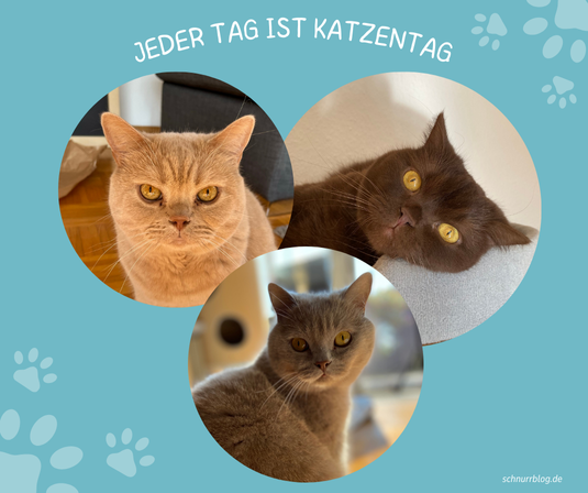 Jeder Tag ist Katzentag