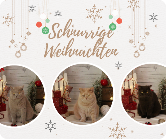 Schnurrige Weihnachten maunzen Ernie, Monti und Finni