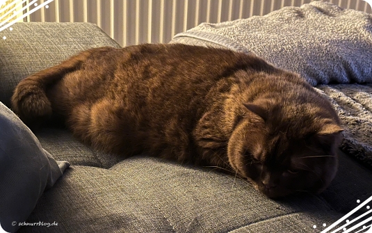 Finni hat einen akuten Schwächeanfall 