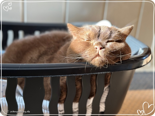 Der Finni hat ein Plätzchen an der Sonne