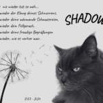 shadow