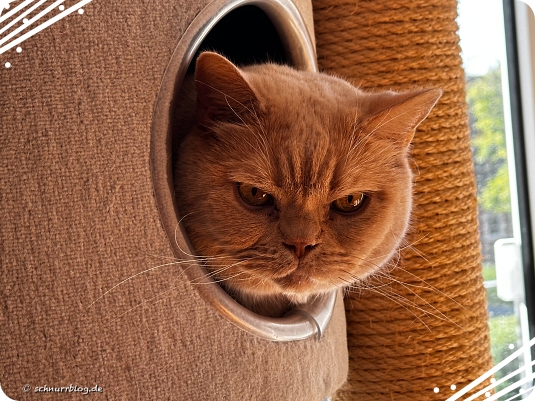 Monti hat Dienst als Aufpasser Monti hat Dienst als Aufpasser