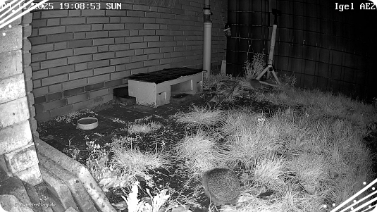 Zwei Igel sind zurück Zwei Igel sind zurück