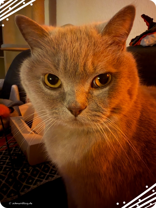 "Leg es weg" #Ernie "Leg es weg" #Ernie