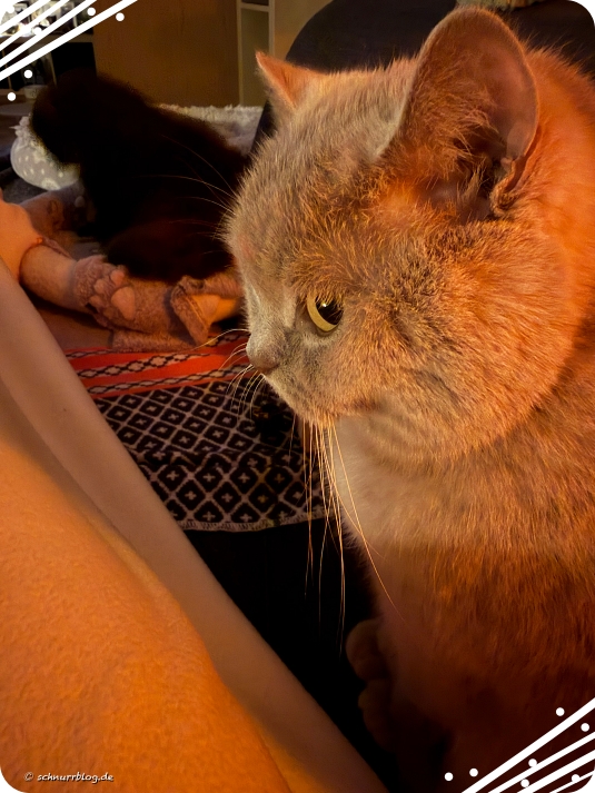 Finni darf ja auch neben Frauli liegen Finni darf ja auch neben Frauli liegen