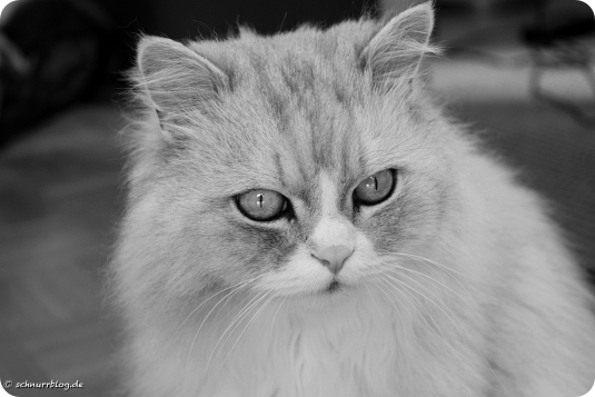 Du fehlst leise – seit zehn Jahren #Felix