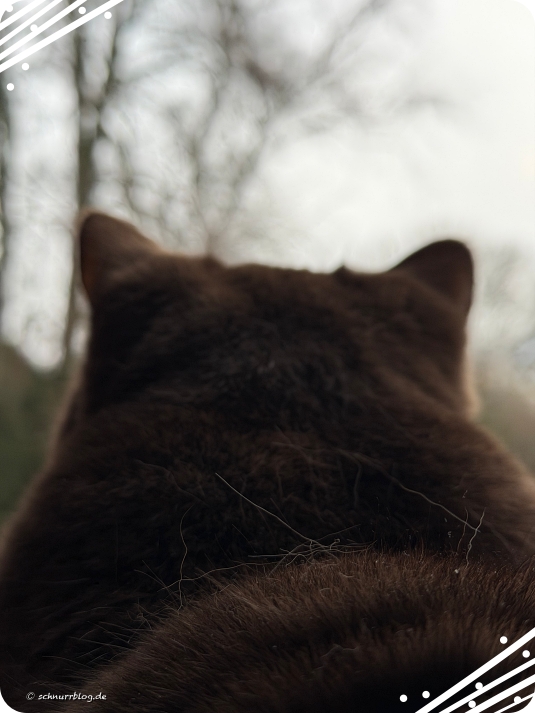 Warten auf das Christkatz #Finni