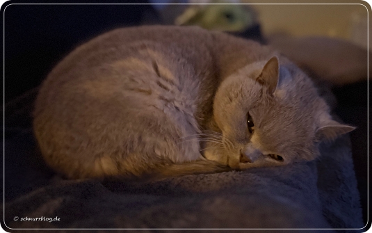 Winterzeit ist Schmusezeit #Ernie