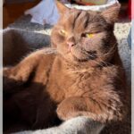 Ein Streifen Sonne cfsb_2026-02-03