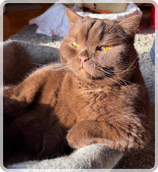 Finni genießt seinen Platz in der Sonne 