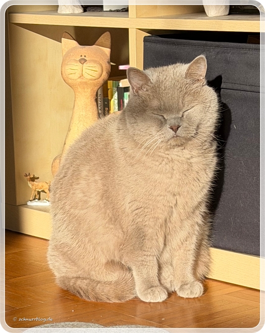 Ernie genießt die Sonnenstrahlen