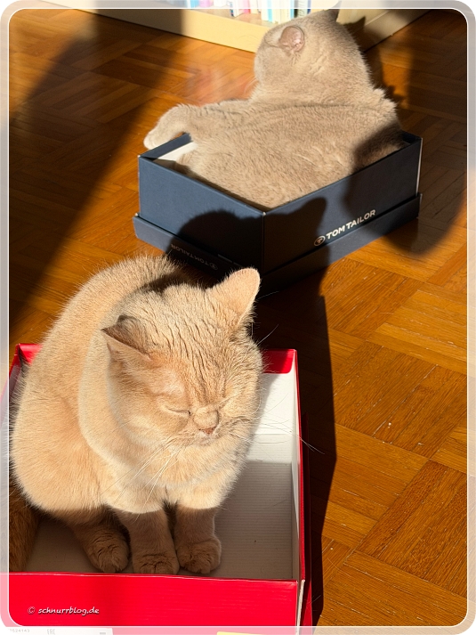 Ernie und Monti nehmen den Platz in der Sonne ein. 