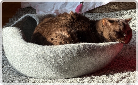 Finni sichert seinen Sonnenplatz Finni sichert seinen Sonnenplatz