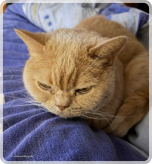 Monti übernimmt die therapeutische Betreuung Monti übernimmt die therapeutische Betreuung