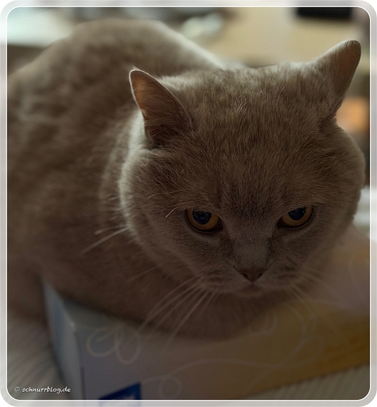 Ernie ist die Taschentuch Diebstahlsicherung