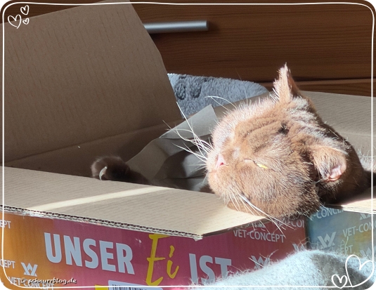 Wenn Ernie muss, teilt er den Karton und Finni nutzt die Chance Wenn Ernie muss, teilt er den Karton und Finni nutzt die Chance