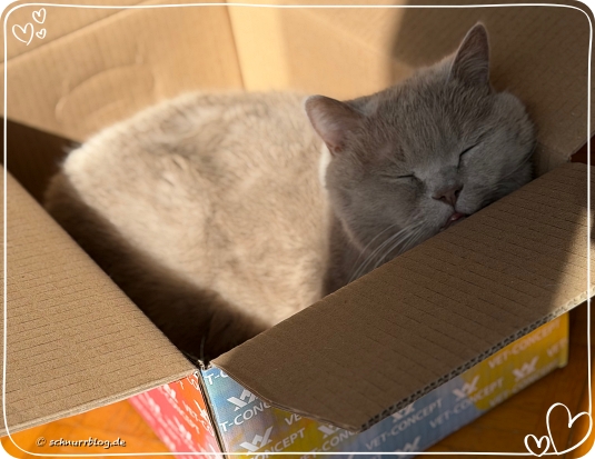 Wo ein Karton ist, ist Ernie nicht weit Wo ein Karton ist, ist Ernie nicht weit