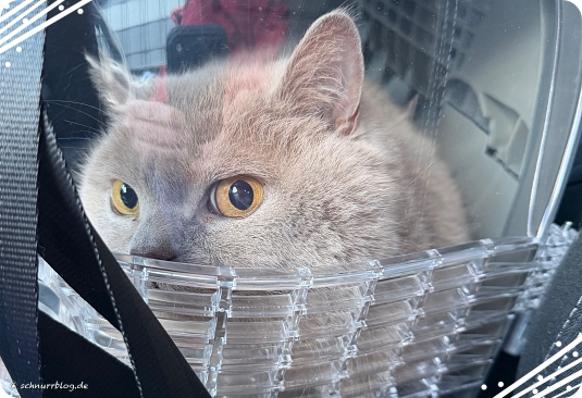 Turbulente Wochen - Ernie wurde zum Tierarzt gefahren