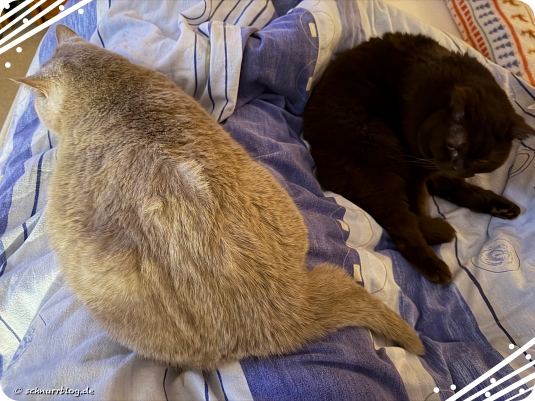 Finni hatte ein Wachsamens Auge auf Ernie