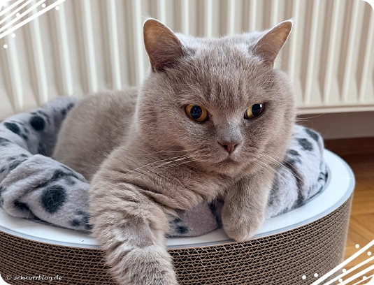 Am Freitag beäugt Ernie das erst einmal jede Bewegung