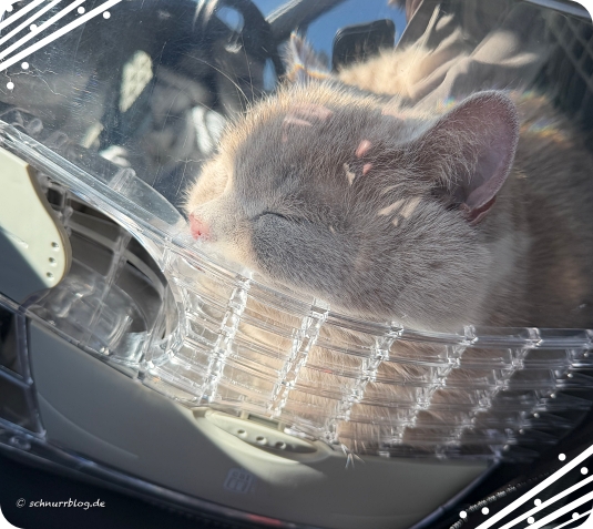 Ernie wurde im Transporter durch die Gegend gefahren