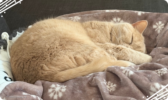 Einfach abwarten, Monti schlummert in Ruhe