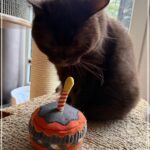 Happy Purrday Finni Happy Purrday Finni