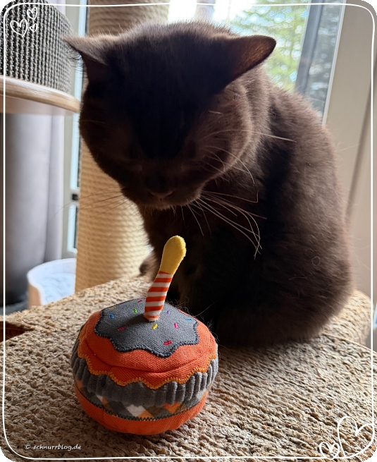Happy Purrday Finni Happy Purrday Finni