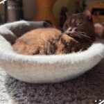 Finni genießt die Sonne