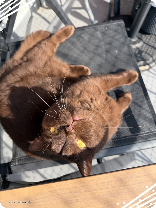 Finni hat Sonne im Fell Finni hat Sonne im Fell