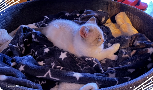 Mo im Flausch Mo im Flausch